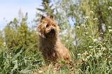 CAIRN TERRIER 121